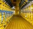Wird Gas teurer oder billiger? (Foto: shutterstock - curraheeshutter)