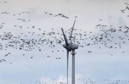 Infraschall von Windrädern macht nicht krank - Mythos (Foto: AdobeStock 387815483 kranidi)